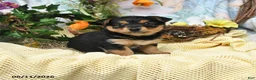Yorkiepoo dogs for sale: Iris - Ad 1