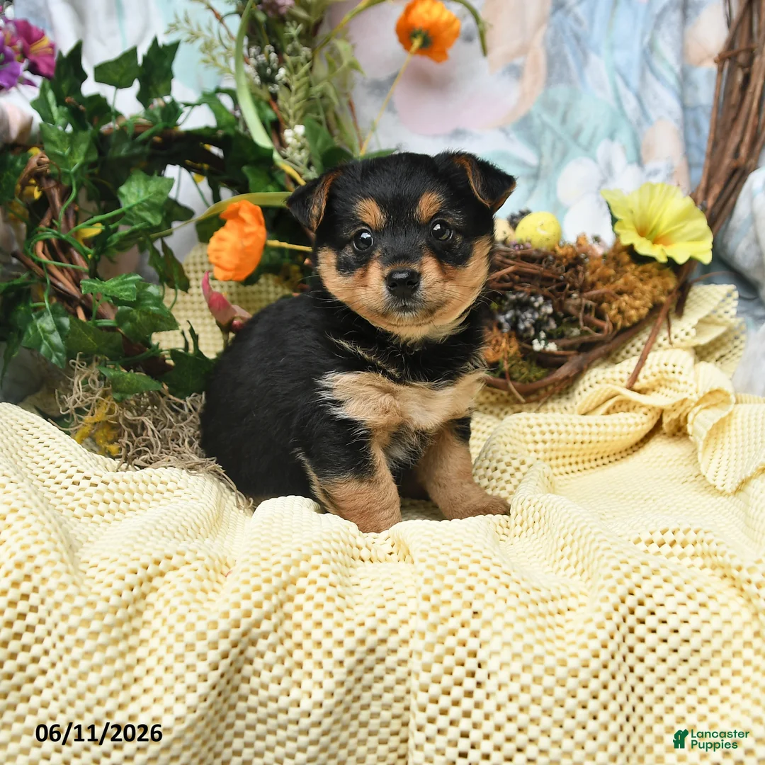 Yorkiepoo dogs for sale: Iris - Ad 1
