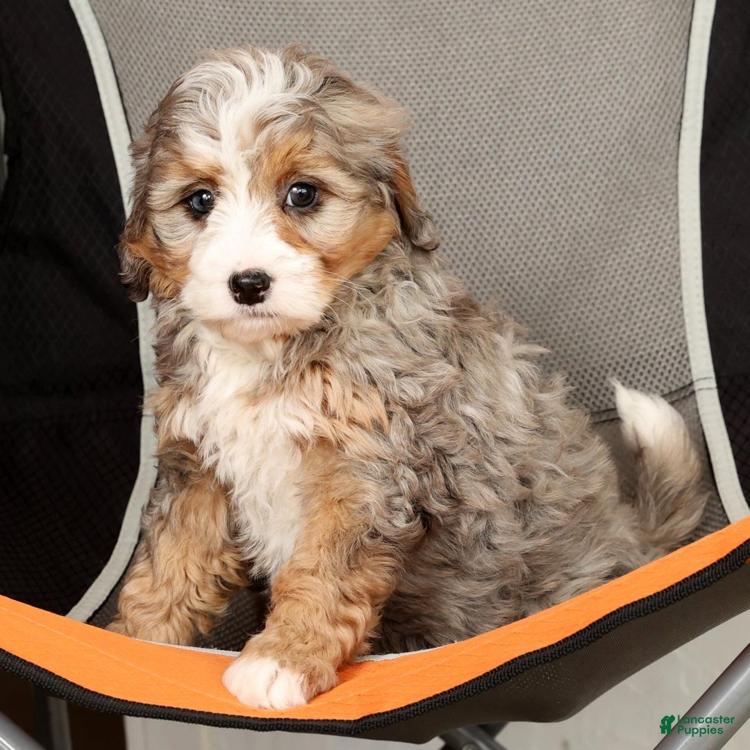 Mini Bernedoodle dogs for sale: Twinkle - Ad 7