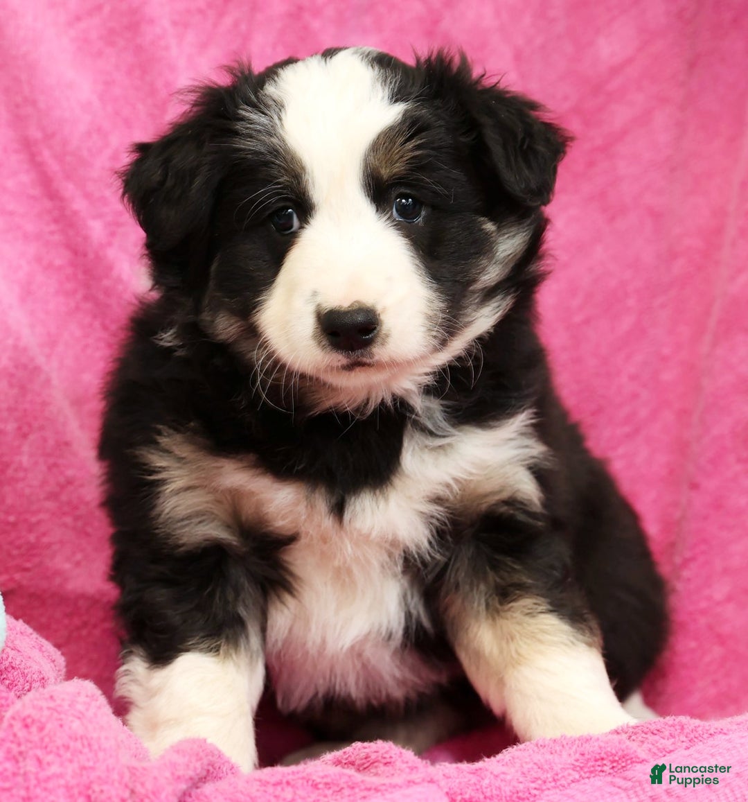 Miniature Australian Shepherd dogs for sale: Buster - Ad 7
