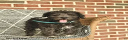Schnoodle dogs for sale: Bella   - Ad 3