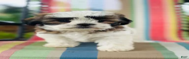 Boy_2