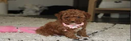 Toy Poodle dogs for sale: Blaire - Ad 4