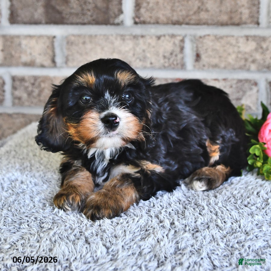 Cavachon dogs Betty   - Ad 1