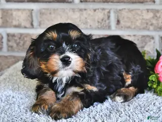 Cavachon dogs for sale: Betty - Ad 3