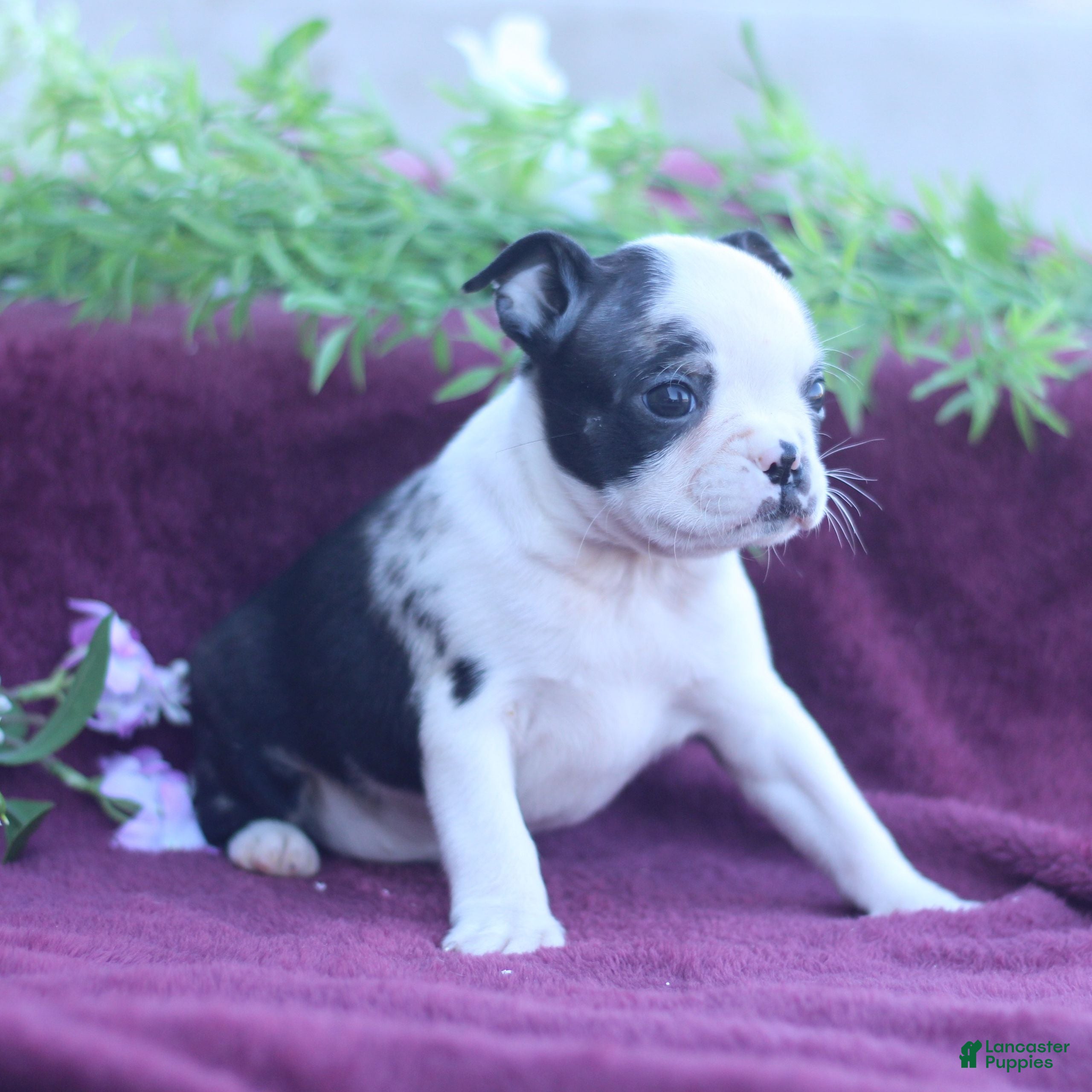 Boston Terrier dogs Muffin  - Ad 2