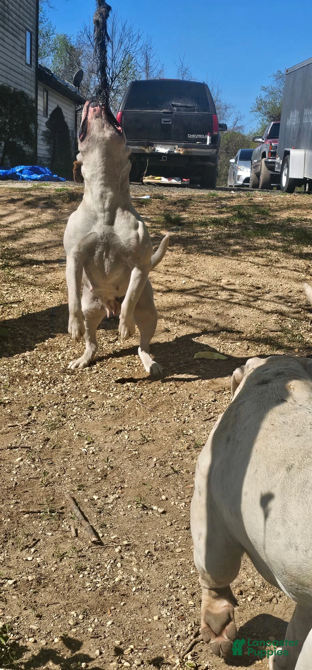 American Bulldog dogs for sale: Toby Keith - Ad 7