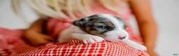 Jack Russell Terrier dogs for sale: Jack Russell Terrier 2 - Ad 7