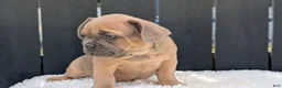 French Bulldog dogs for sale: Yeti - Ad 10