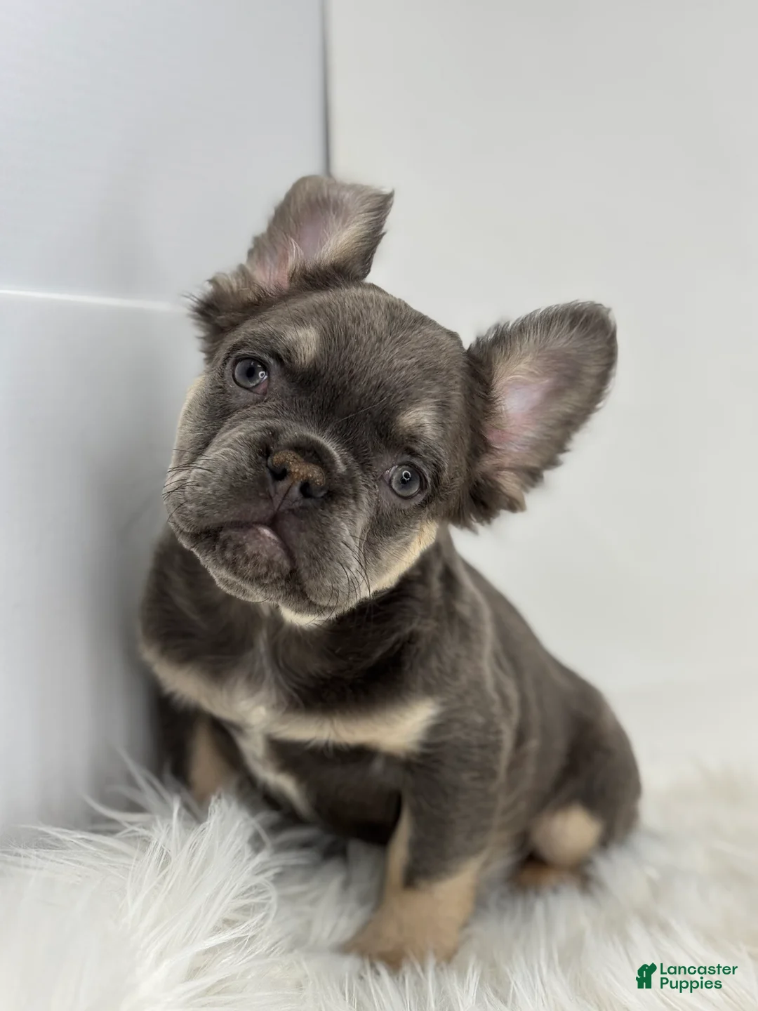 French Bulldog dogs for sale: Paul - Ad 5