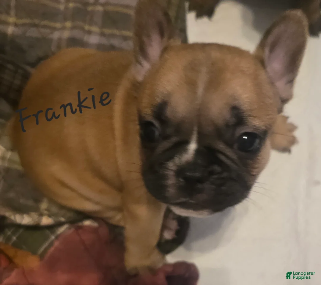 French Bulldog dogs for sale: Teddy Chocolate - Ad 8
