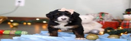 Bernedoodle dogs for sale: Star - Ad 5