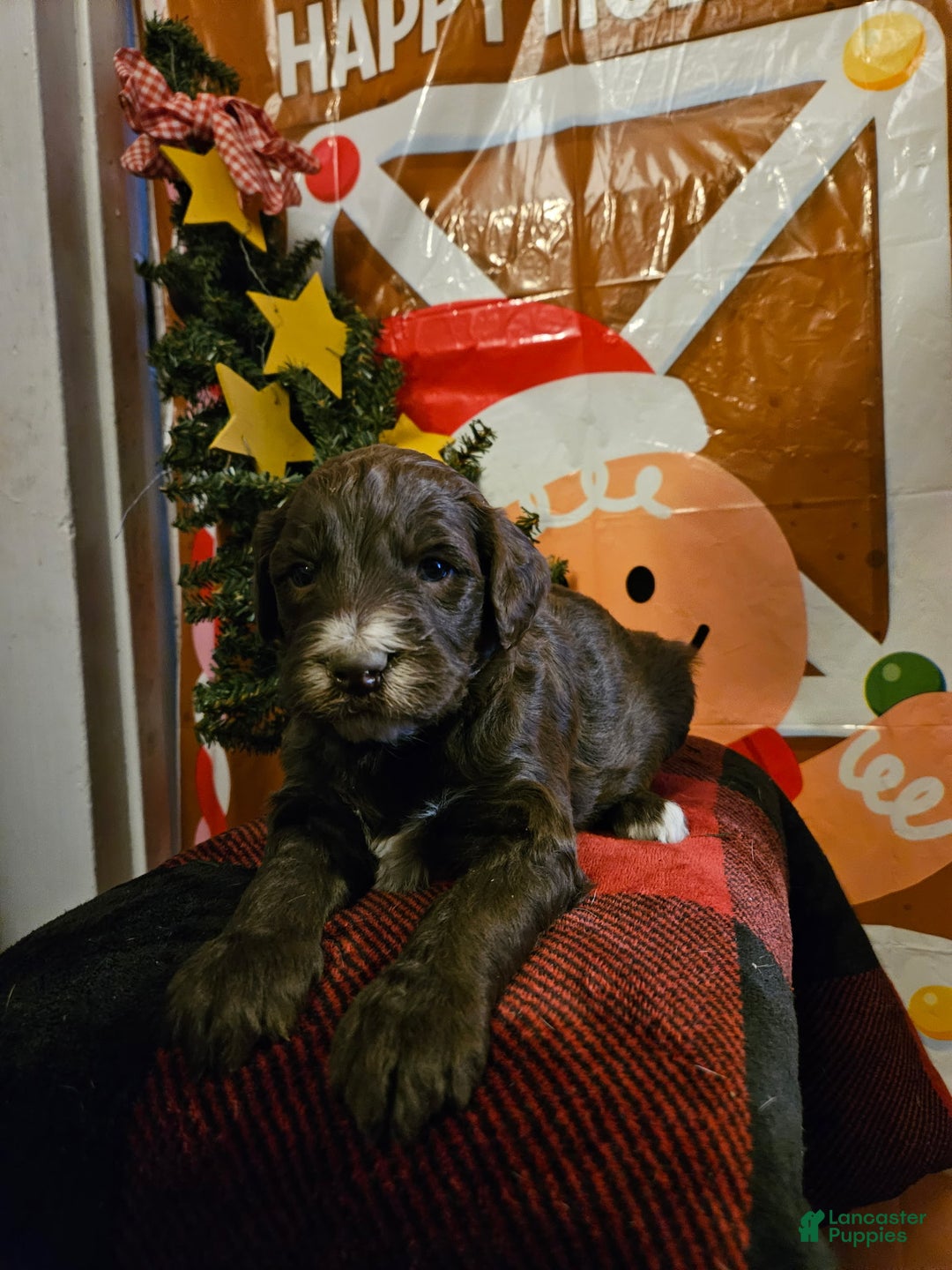 Mixed Breed dogs for sale: Boy #5 - Ad 1