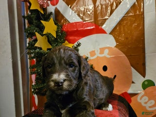 Mixed Breed dogs Boy #5 - Ad 38