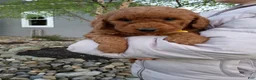 Mini Goldendoodle dogs for sale: Cleo F1b - Ad 4
