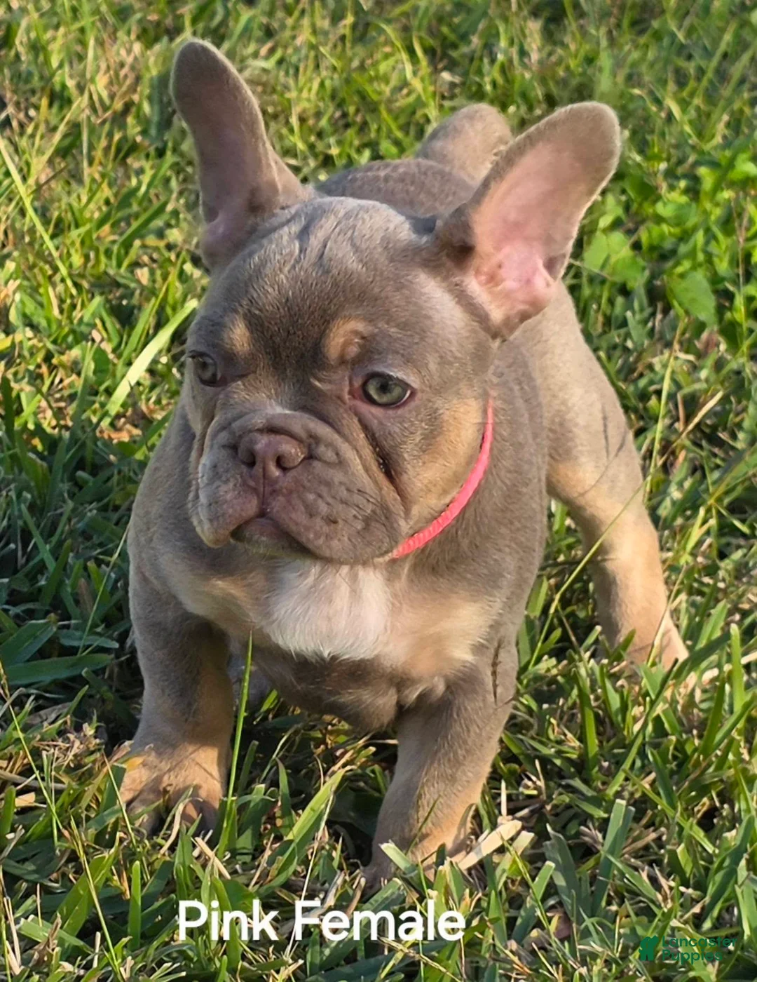 French Bulldog dogs for sale: AKC French Bulldog Pink Princess 🩷 - Ad 1