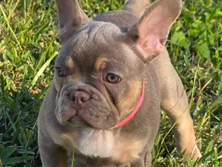 French Bulldog dogs AKC French Bulldog Pink Princess 🩷 - Ad 30