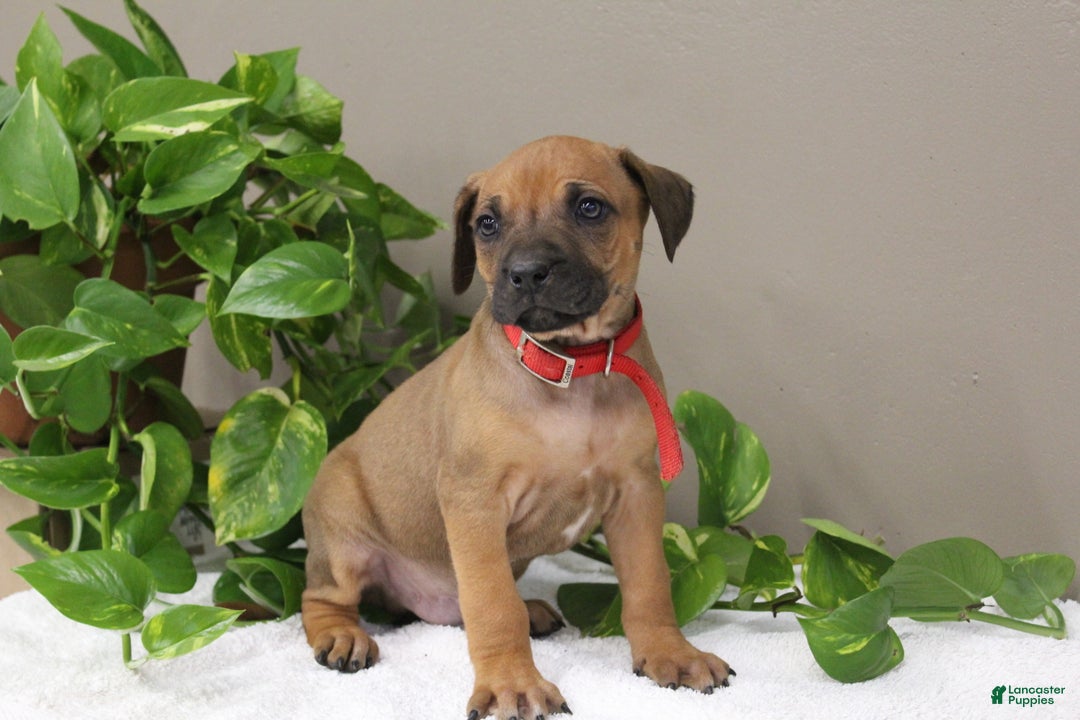 Rhodesian Ridgeback dogs for sale: Bobby - Ad 3