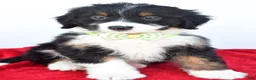 Mini Bernedoodle dogs for sale: Leo - Ad 6