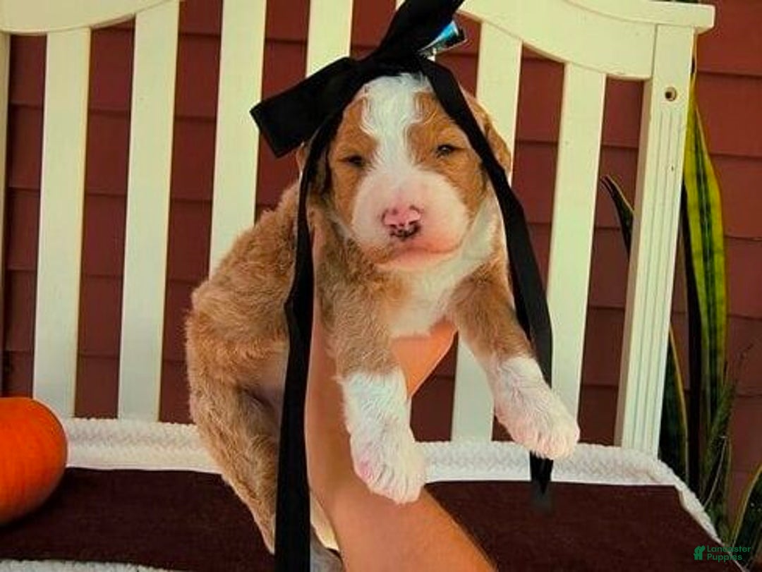 Bernedoodle dogs for sale: Cutie Pie - Ad 7