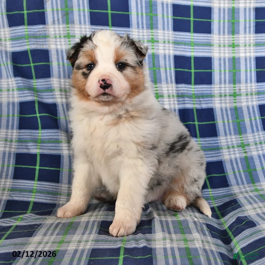 Australian Shepherd dogs for sale: Birch - Ad 1