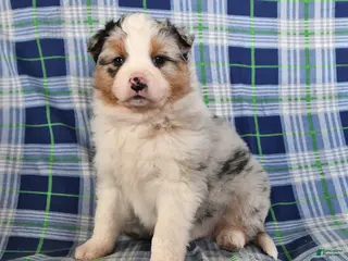 Australian Shepherd dogs Birch - Ad 7