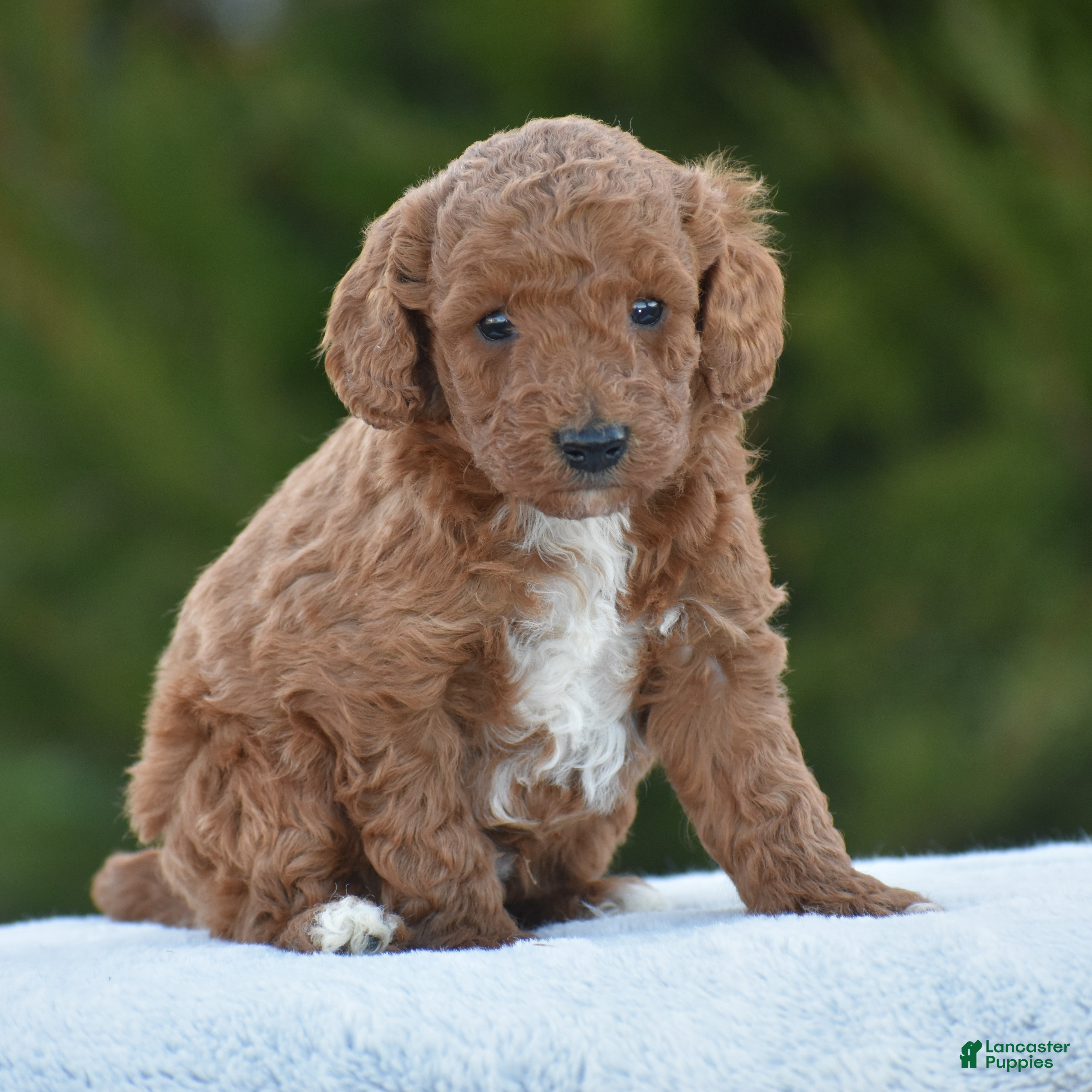 Miniature Poodle dogs Carmel - Ad 1