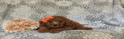 Miniature Poodle dogs for sale: Tara - Ad 5