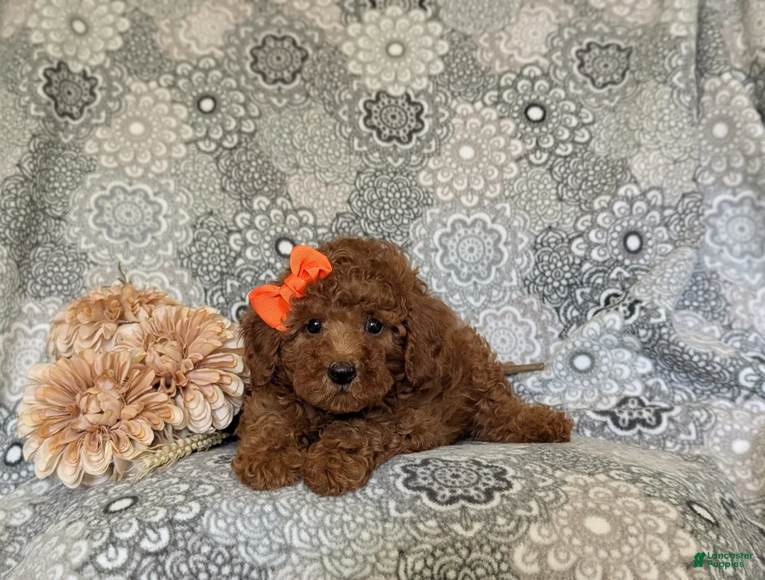 Miniature Poodle dogs for sale: Tara - Ad 5