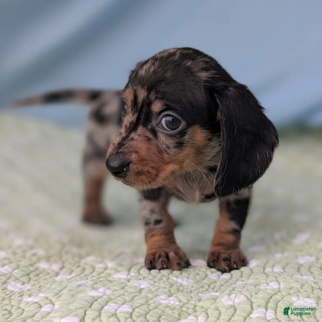 Miniature Dachshund dogs for sale: Mosaic - Ad 2
