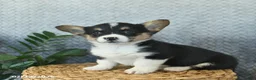 Welsh Corgi Pembroke dogs for sale: Pita  - Ad 4