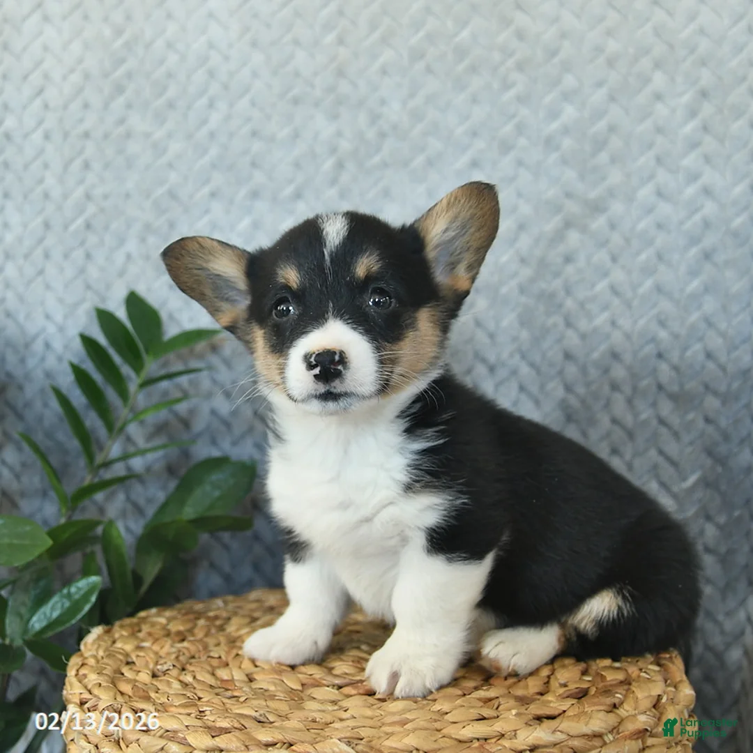 Welsh Corgi Pembroke dogs for sale: Pita  - Ad 4
