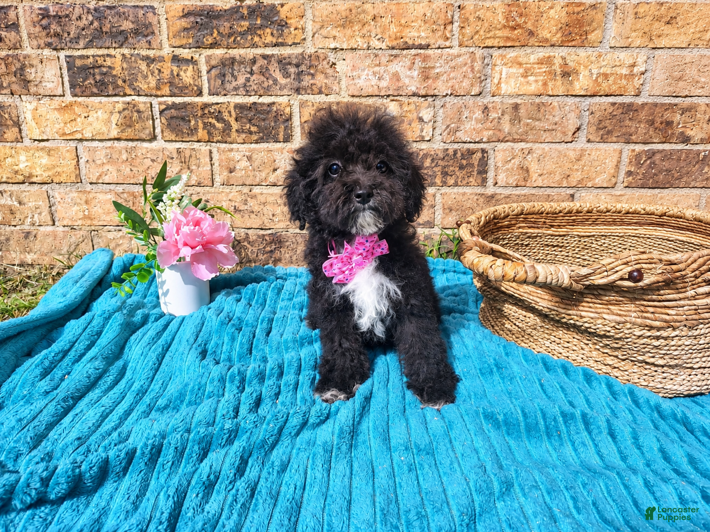 Maltipoo dogs for sale: Female 1  - Ad 1