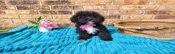 Maltipoo dogs for sale: Female 1  - Ad 1