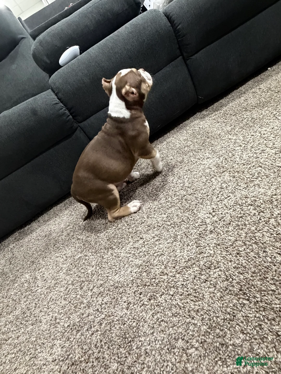 American Bully dogs for sale: American Bully Puppy 1 - Ad 2