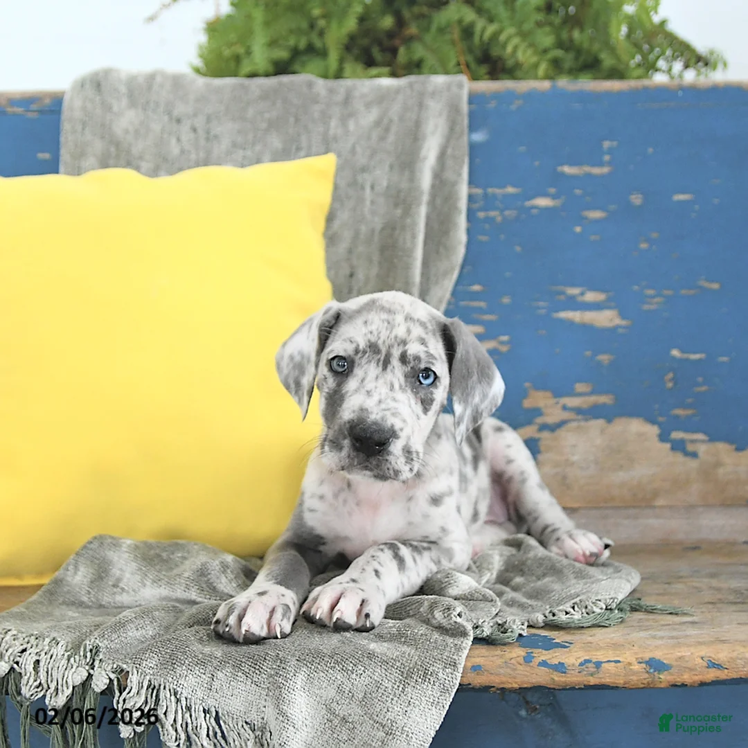 Great Dane dogs for sale: Ember - Ad 4