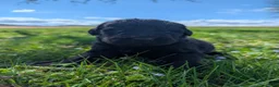 Newfoundland dogs for sale: Hero - Ad 20