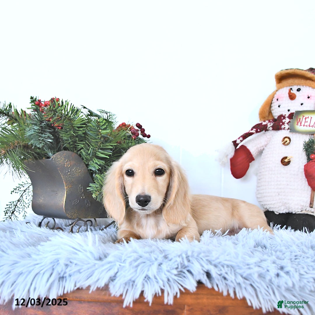 Miniature Dachshund dogs for sale: Ollie - Ad 3