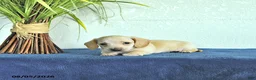Miniature Dachshund dogs for sale: Milo - Ad 3