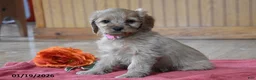 Cockapoo dogs for sale: Polly - Ad 4