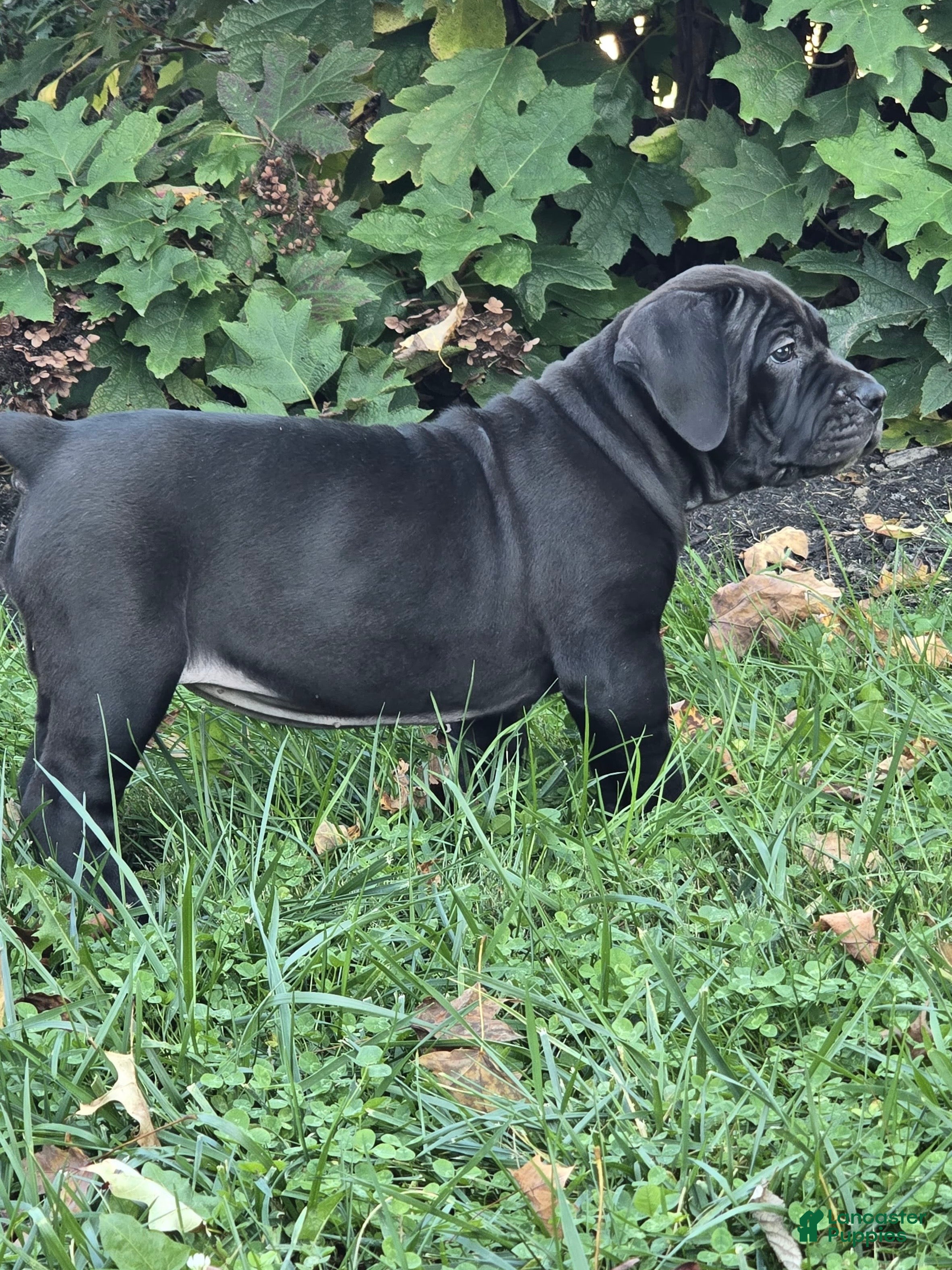 South African Boerboels dogs for sale: Carrie - Ad 1