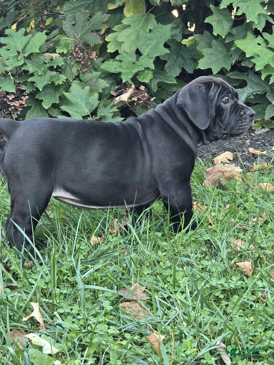 South African Boerboels dogs for sale: Carrie - Ad 1