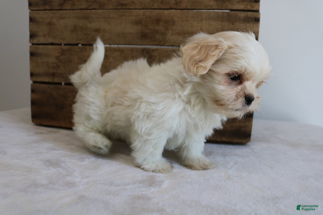 Maltipoo dogs for sale: Katy - Ad 4