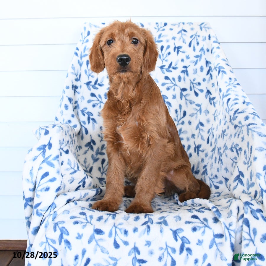 Goldendoodle dogs Rosebud - Ad 17