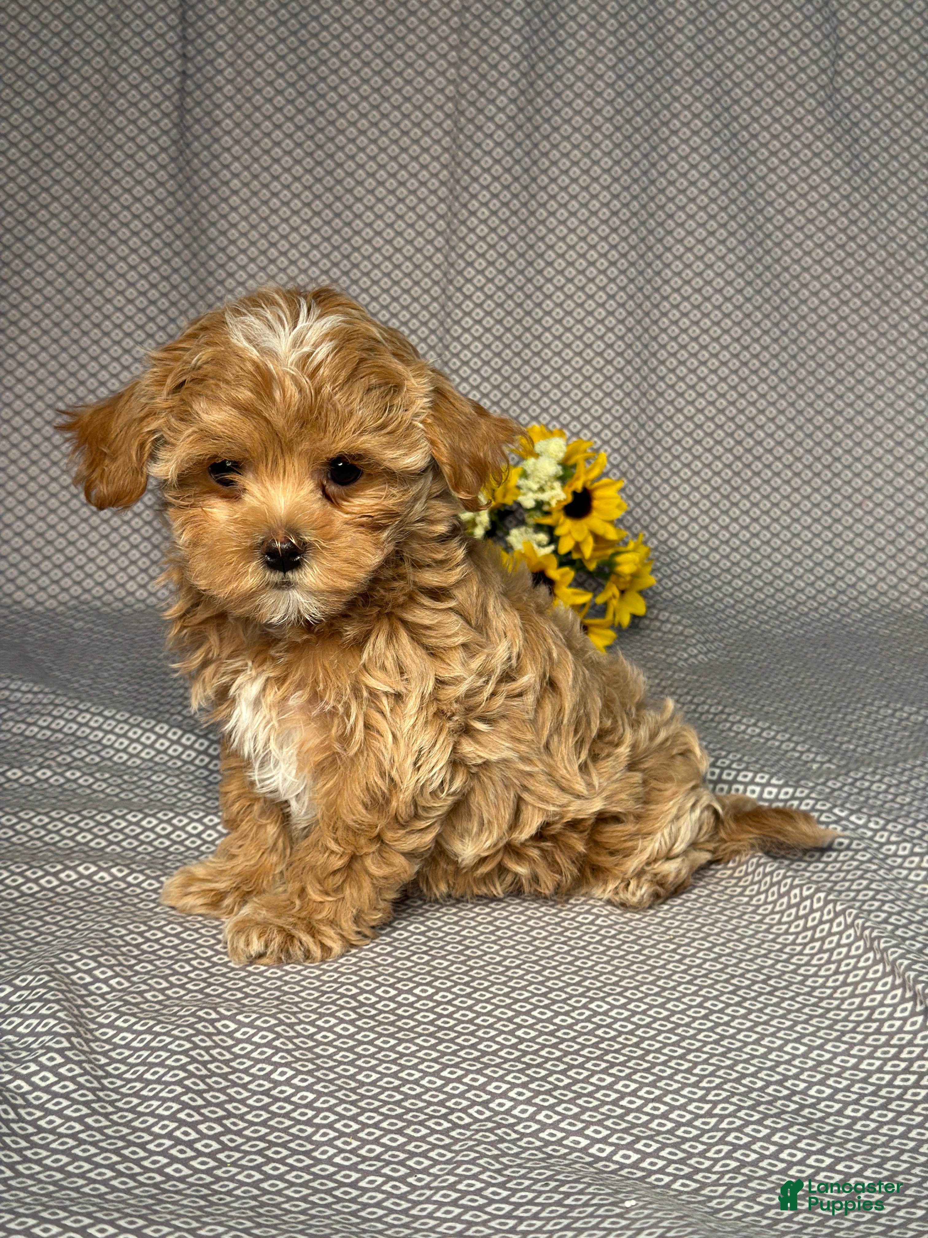 Maltipoo dogs Annie - Ad 2