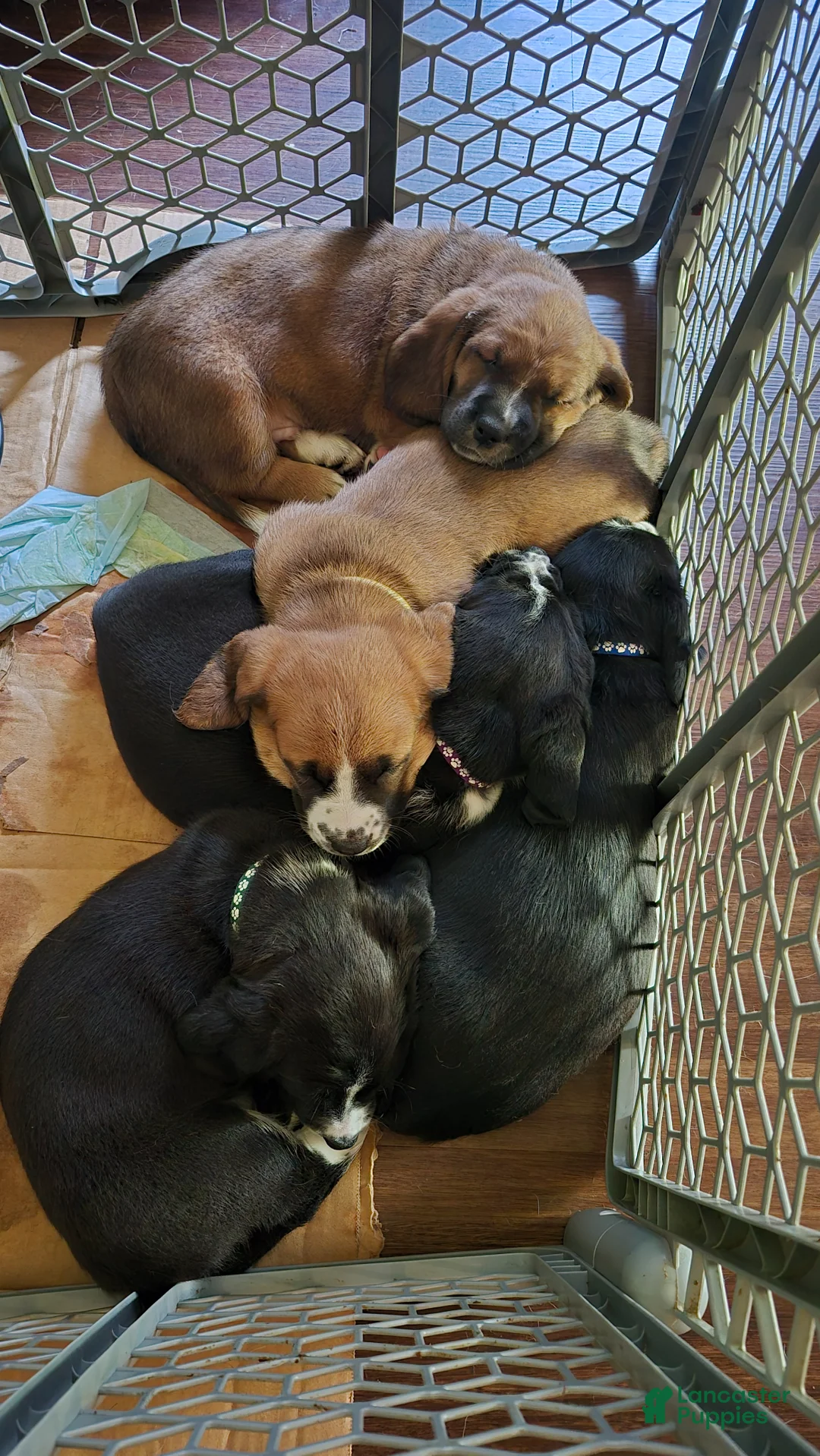Basset Hound dogs for sale: Torin - Ad 12