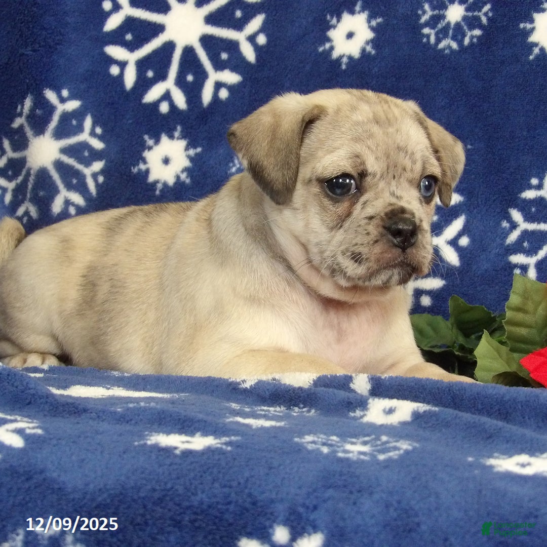 Jug dogs for sale: Ellie - Ad 3