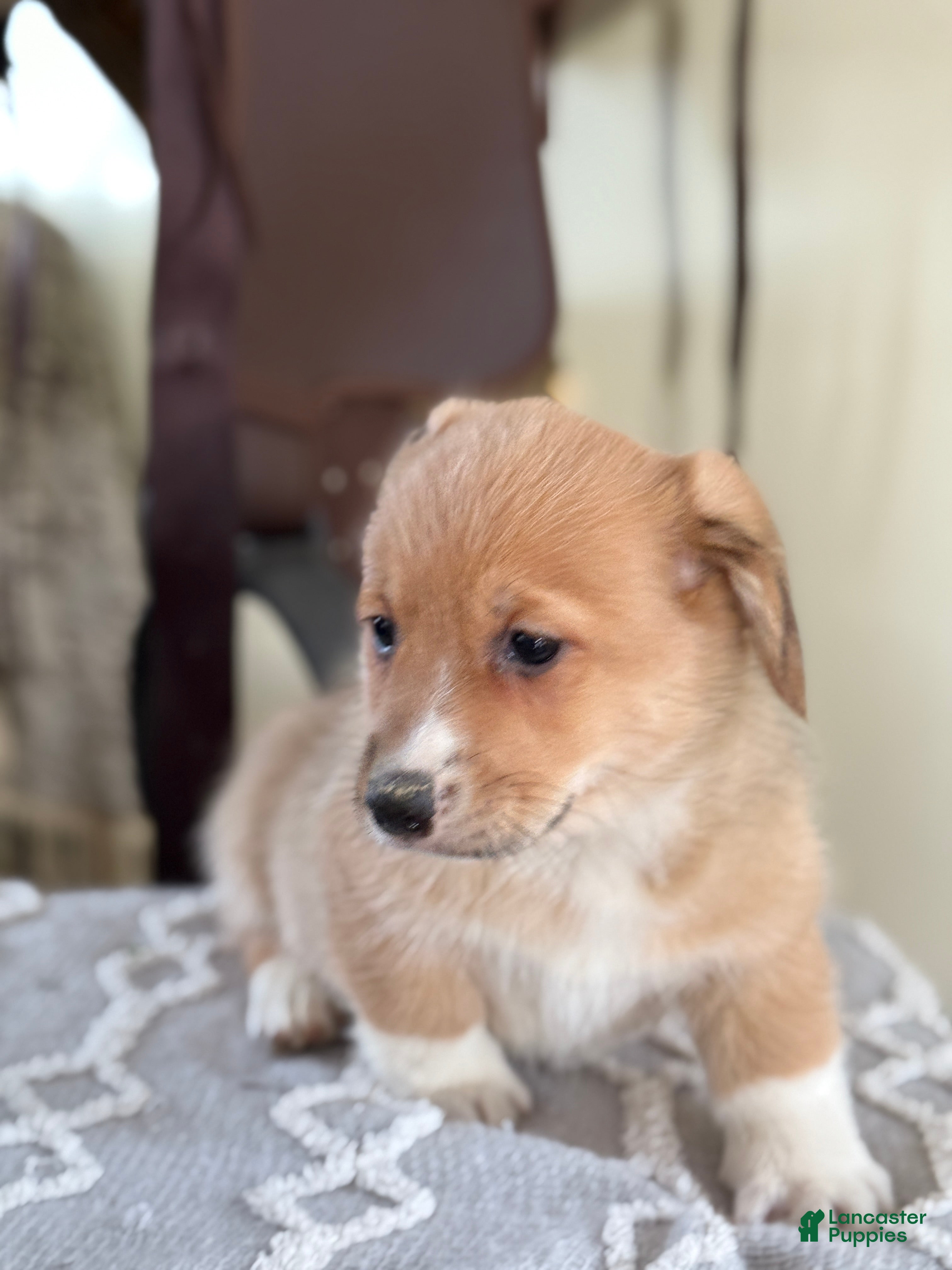 Welsh Corgi Pembroke dogs Finch - Ad 2