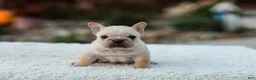 French Bulldog dogs for sale: Jill - Cream - Ad 3