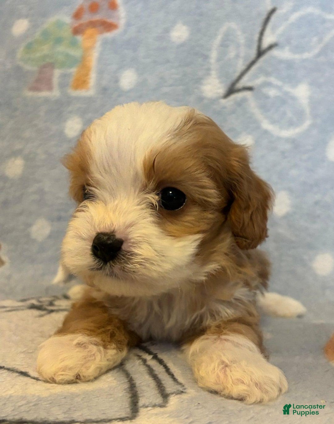 Cavapoo dogs for sale: Luna - Ad 1